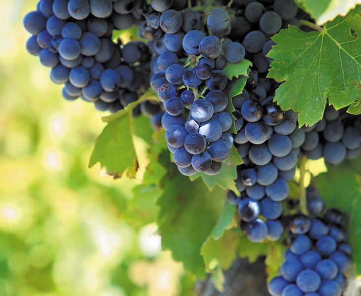 E-BIKE IN THE VINEYARDS FROM LA CADIERE D’AZUR