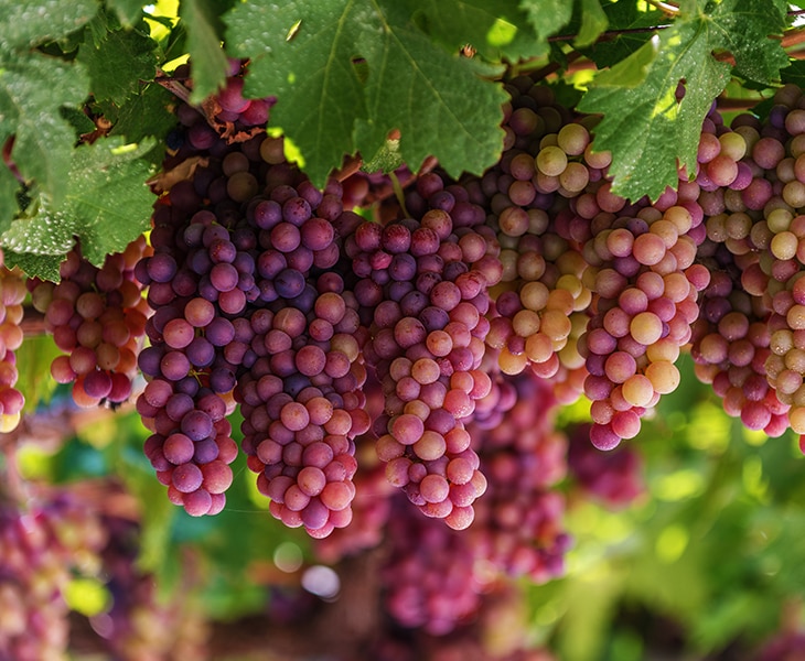 DEGUSTAÇÃO DE VINHOS DE RETHYMNON E FAZENDA AGRECO 