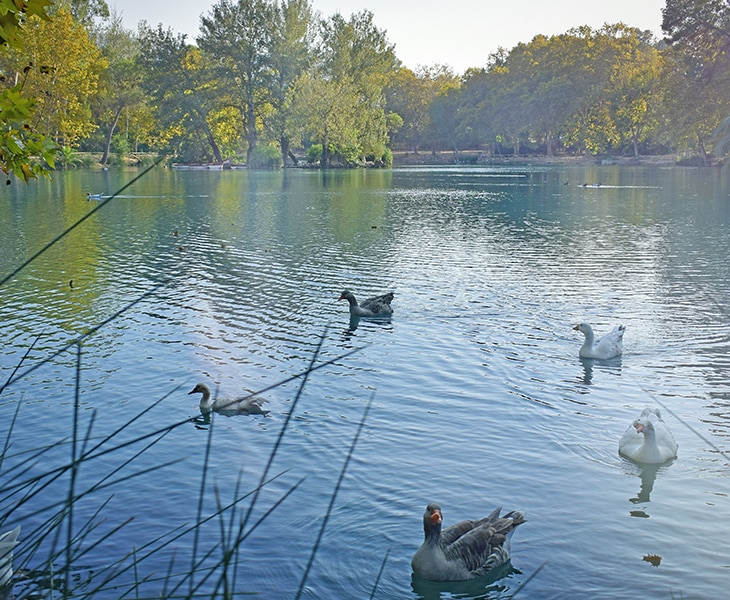 TREASURES OF THE ALBUFERA: ANNA