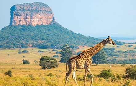 WINELANDS & WILDLIFE OF CAPE TOWN
