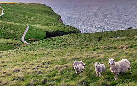 NEW ZEALAND NATURAL WONDERS