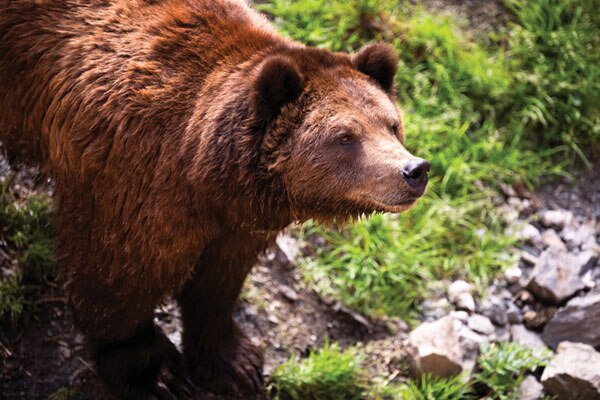 Fortress Of The Bear