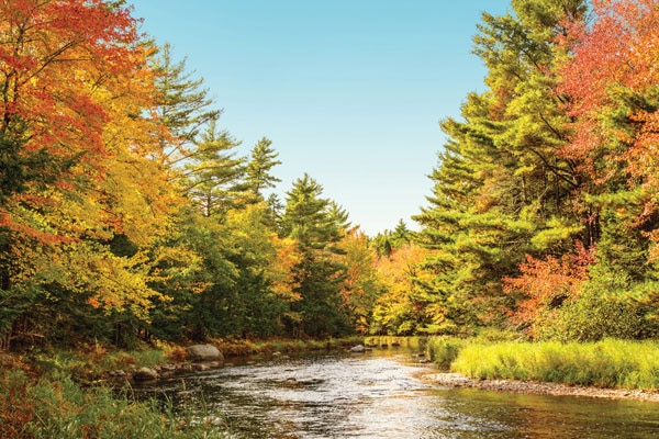 Foliage of                                              Newfoundland