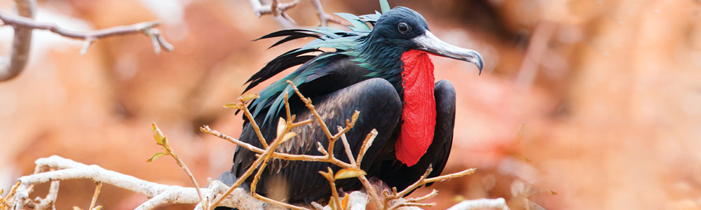 Wild Wonders of the Galapagos