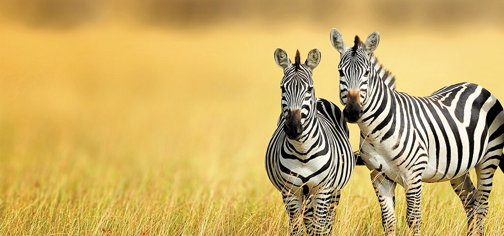 Africa & Arabia