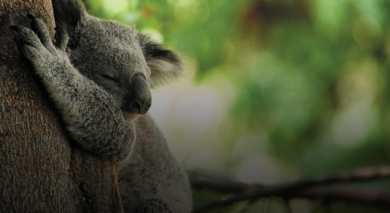 austrália e nova zelândia