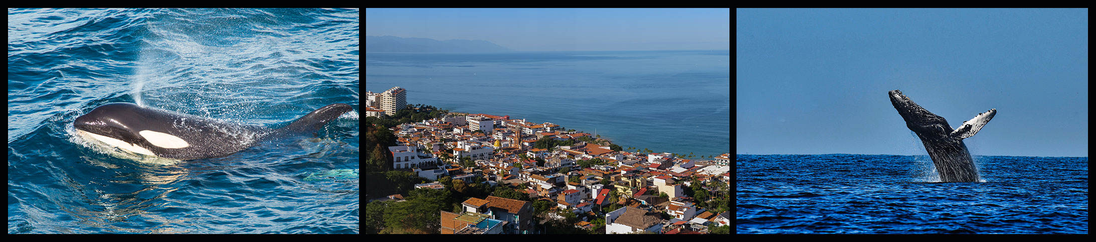 Images of whales and Puerto Vallarta