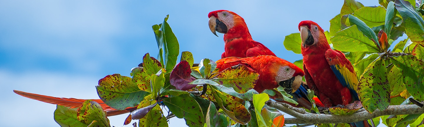 Veja os Cruzeiros para o Caribe e o Canal do Panamá