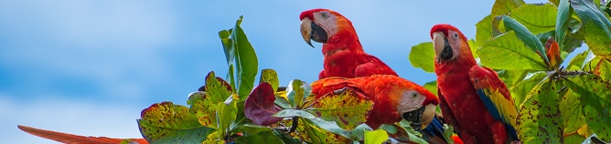 Veja os Cruzeiros para o Caribe e o Canal do Panamá