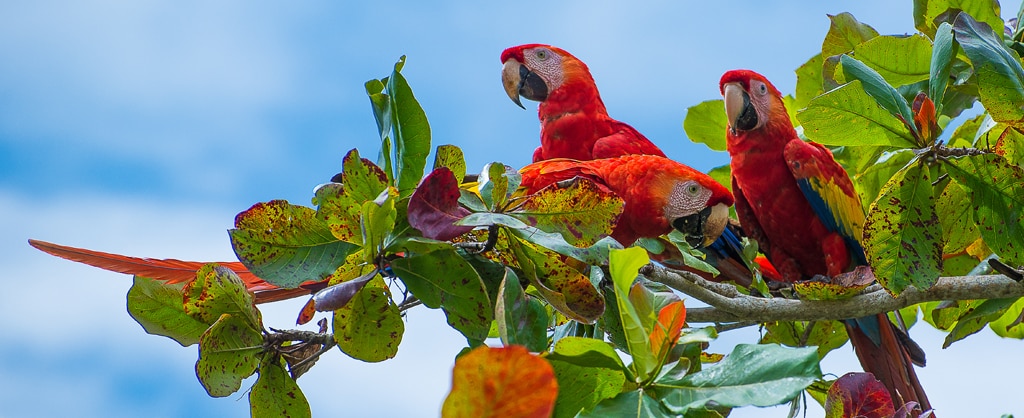 Veja os Cruzeiros para o Caribe e o Canal do Panamá