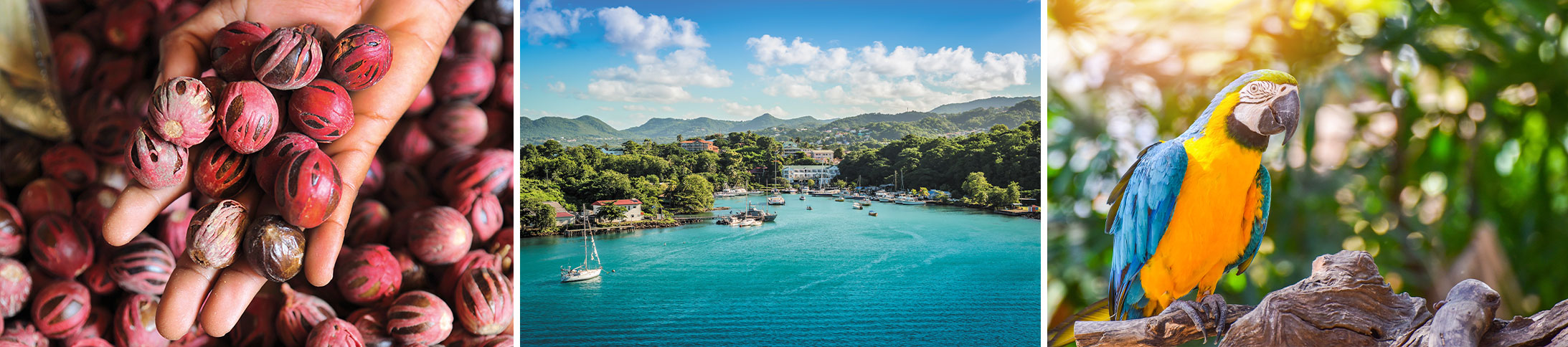 Cruise to St. Lucia: The Helen of the West Indies