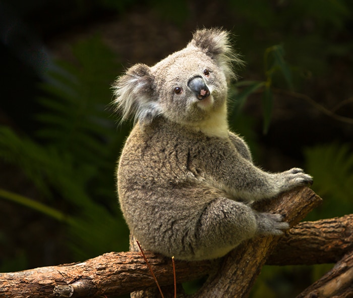 Kangaroos & Koalas Sundown Adventure