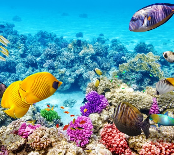 Abenteuer Great Barrier Reef