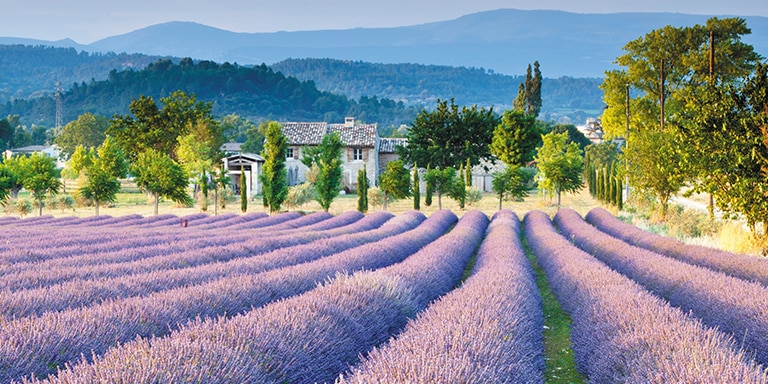 LUBERON & LAVENDER MUSEUM