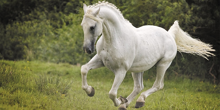 THE LEGENDARY LIPIZZANER HORSES