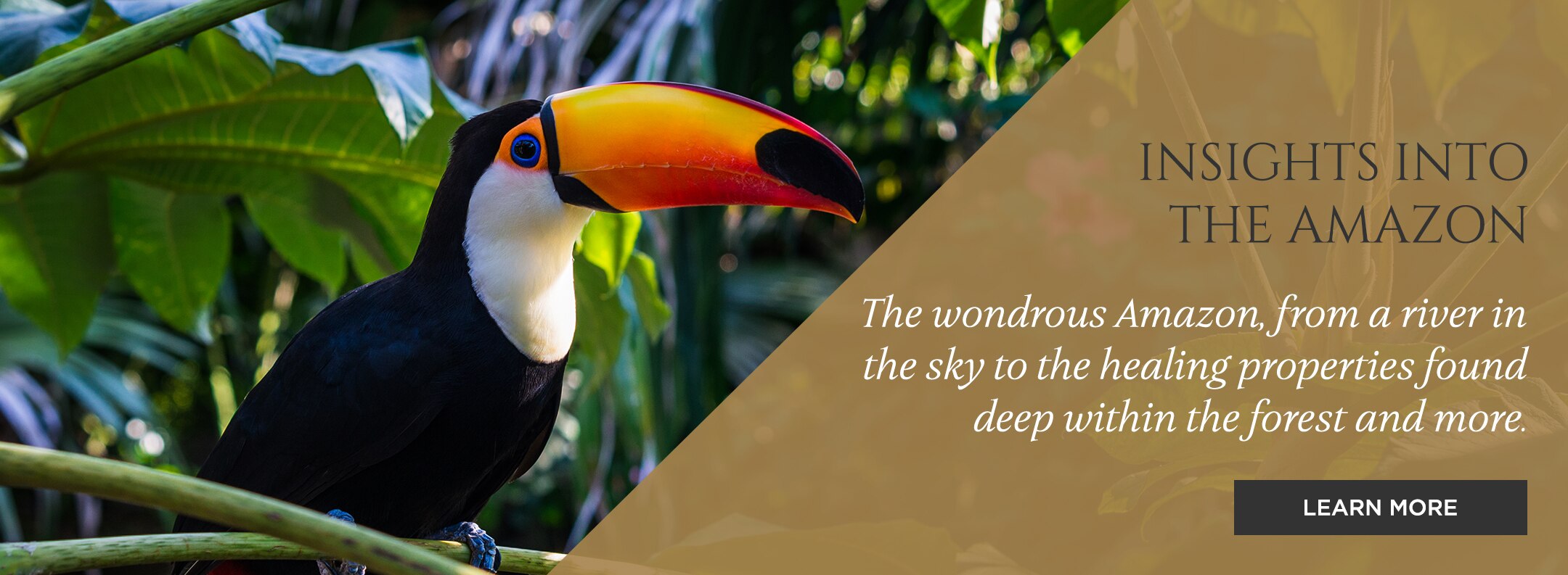 INSIGHTS INTO THE AMAZON