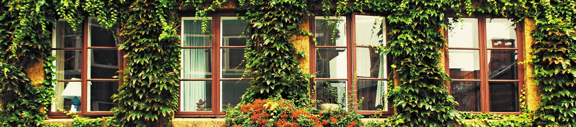 English ivy covering a home