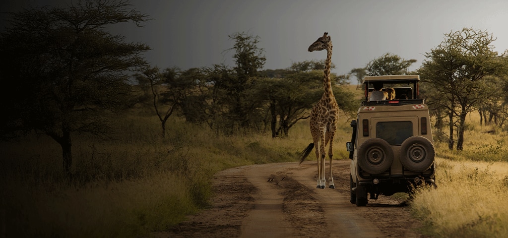 Pre- & Post-Cruise Land Programs