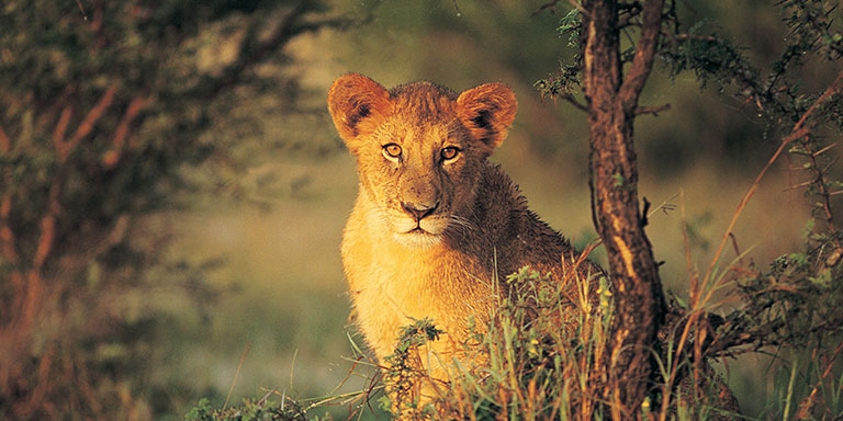 木の間から姿をのぞかせる野性の雌ライオン