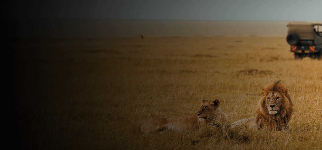 Lions on an african safari