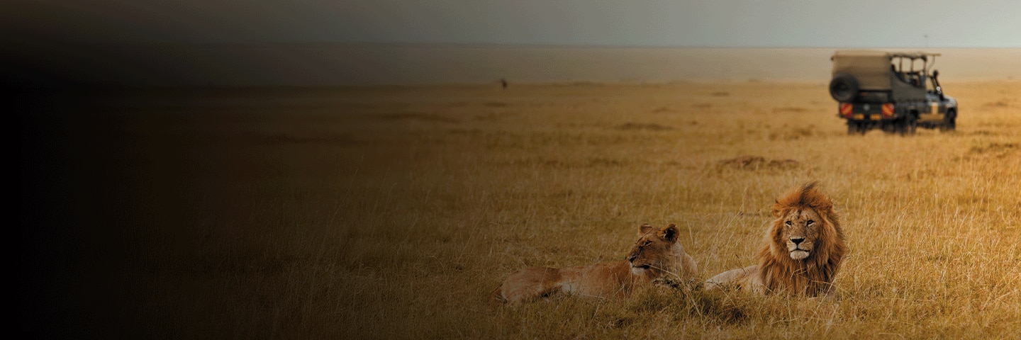 Lions on an african safari