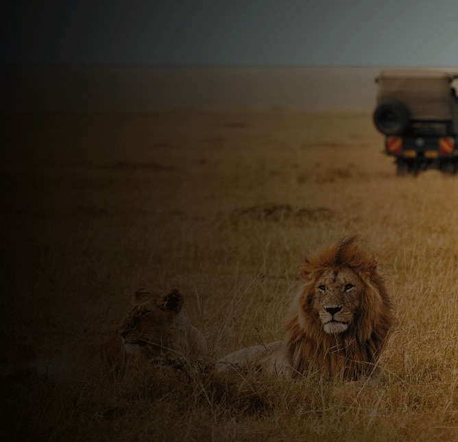 Lions on an african safari