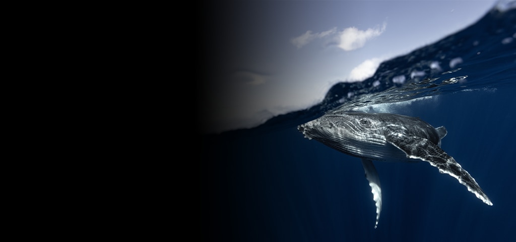 Have a Whale of a Good Time in Puerto Vallarta