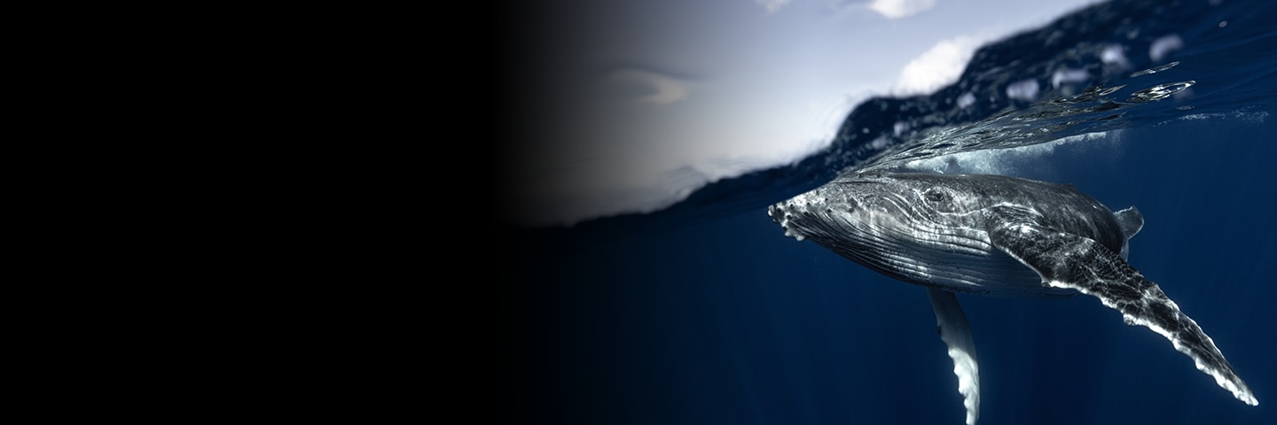 Have a Whale of a Good Time in Puerto Vallarta