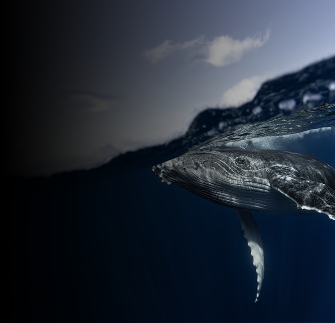 Have a Whale of a Good Time in Puerto Vallarta