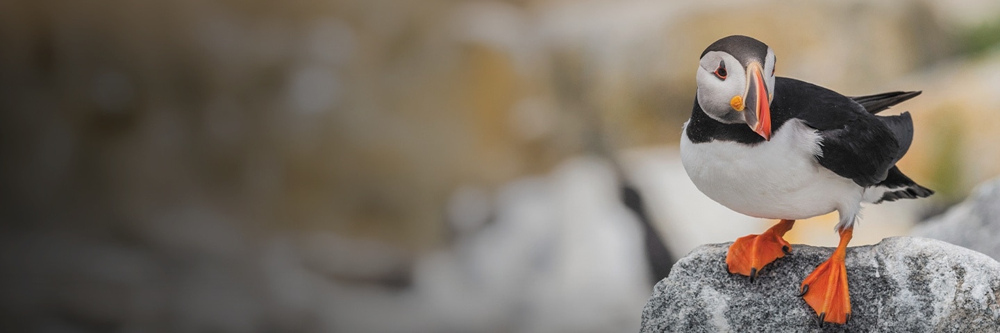 Puffin in Northern Europe