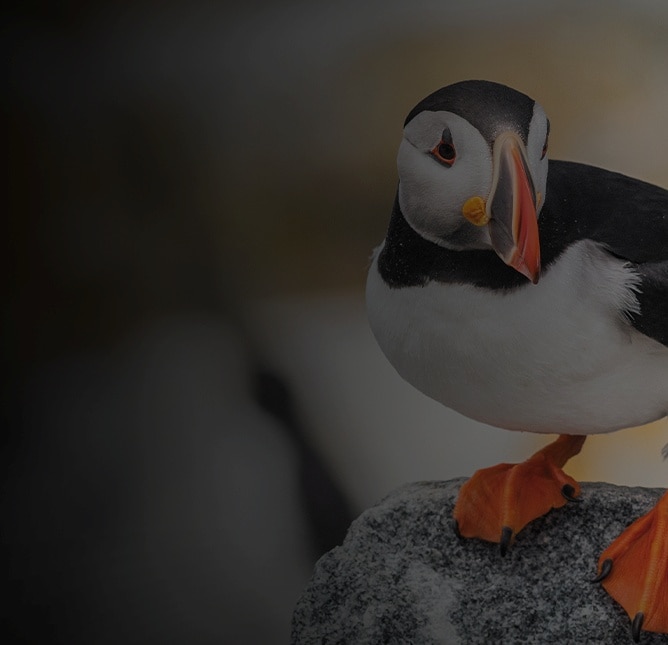 Puffin in Northern Europe