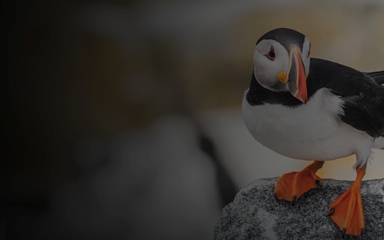 Puffin in Northern Europe