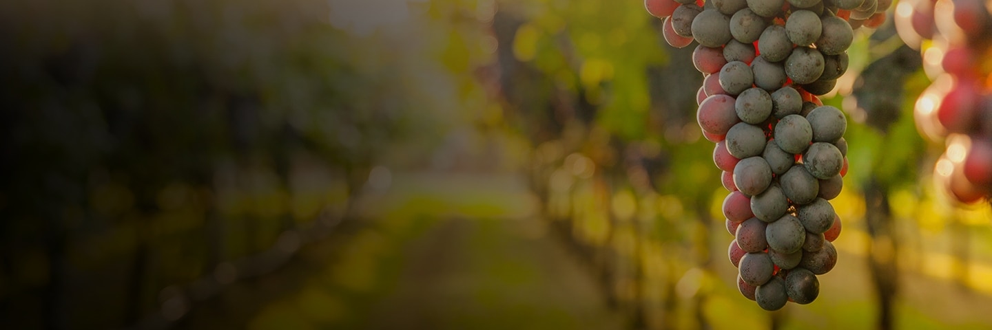 Red wine grapes
