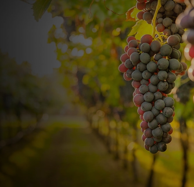 Red wine grapes