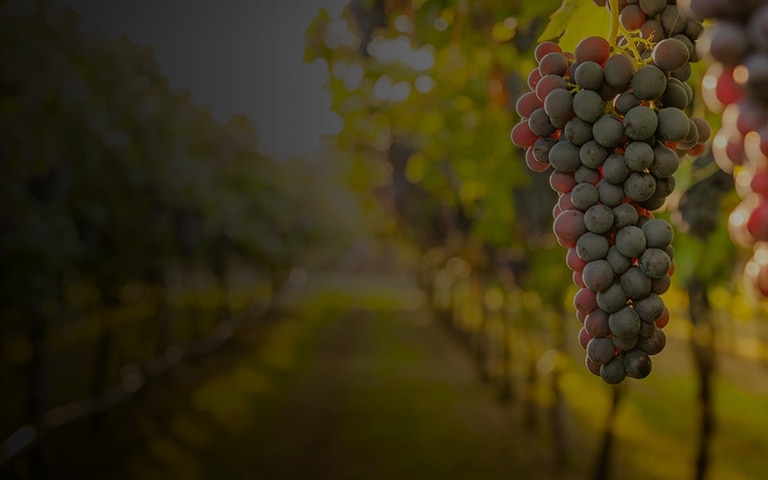 Red wine grapes