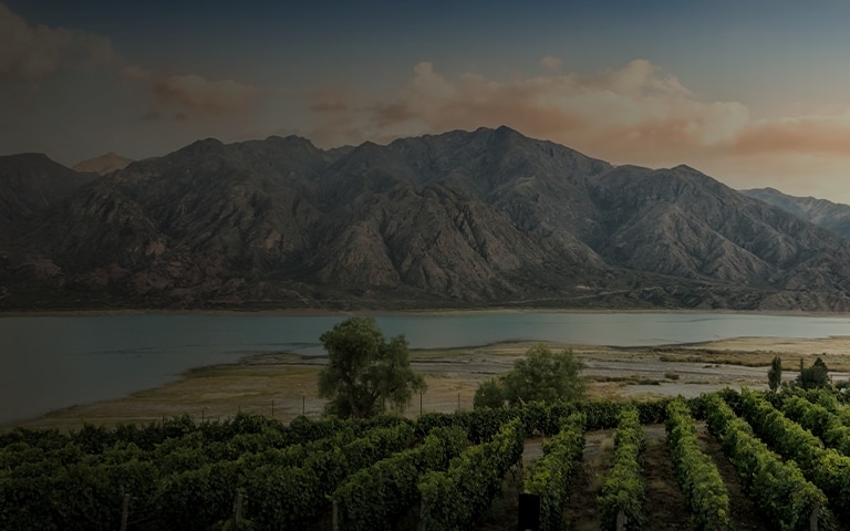 South American Wines
