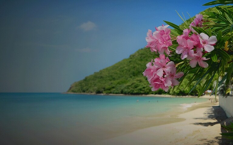 Beautiful flowers along the coast of beaches in Bridgetown, Barbados