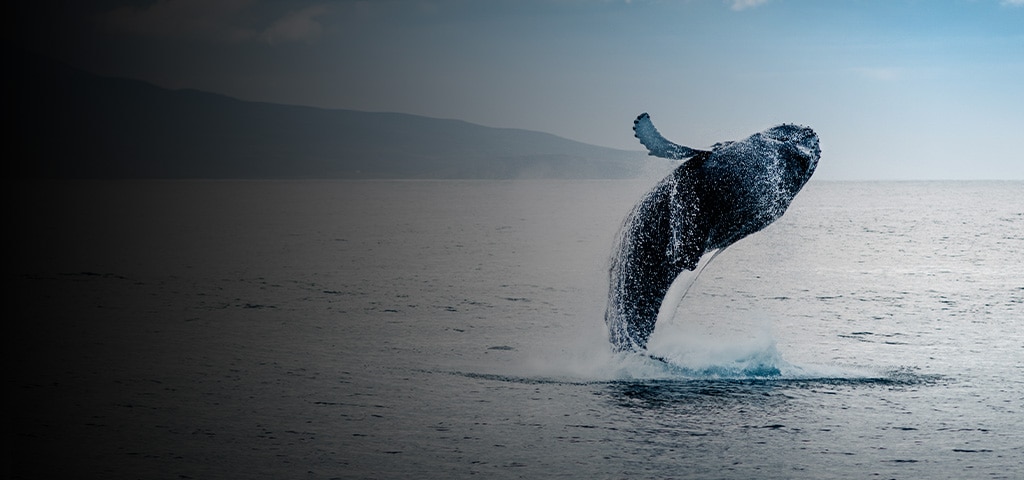クジラと野生生物のウォッチング - ジュノー（米国、アラスカ州）の寄港地ツアー