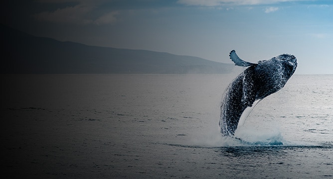クジラと野生生物のウォッチング - ジュノー（米国、アラスカ州）の寄港地ツアー