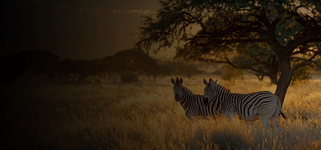 Zebras on African Safari