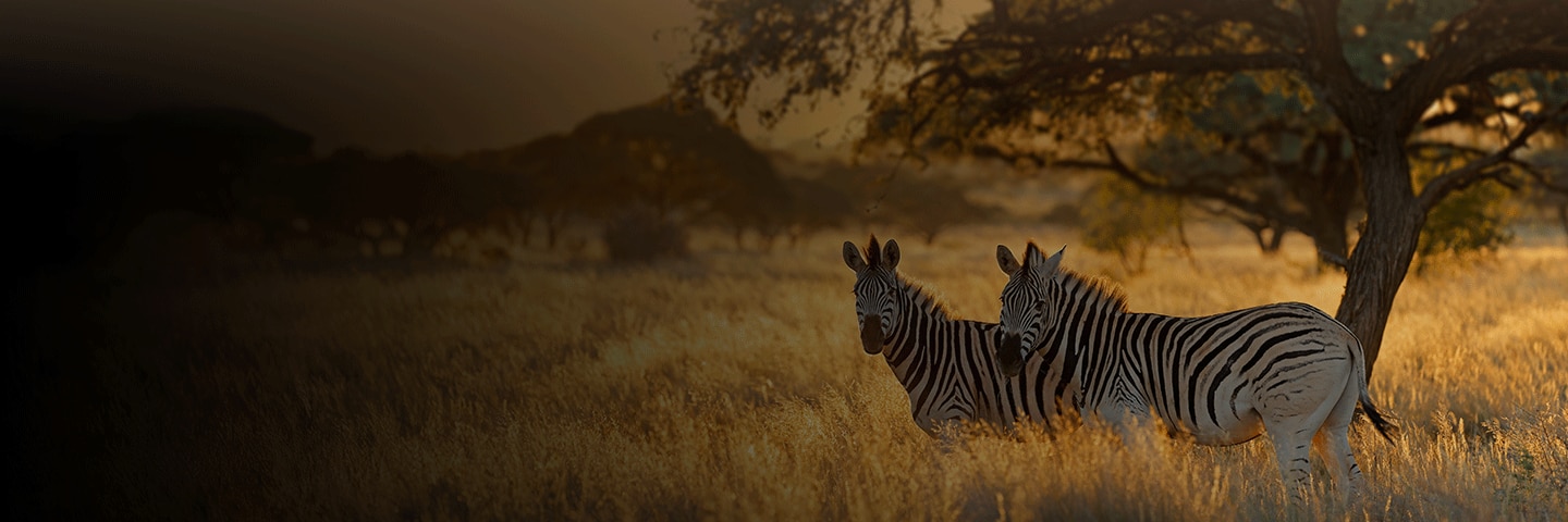 Zebras on African Safari