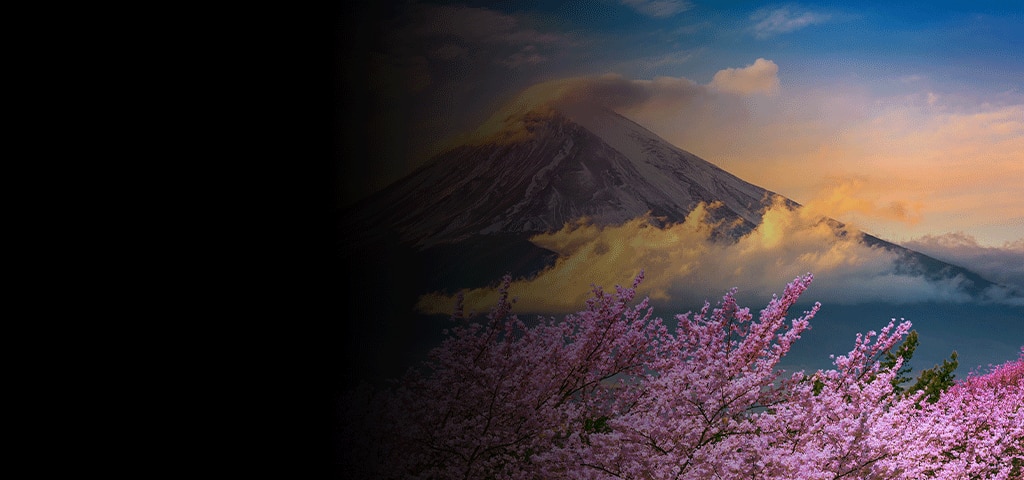 Cherry Blossoms lining Fuji Mountain, Japan
