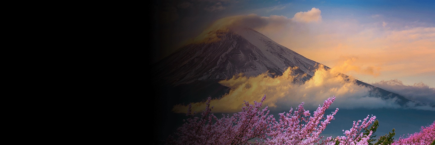 Cherry Blossoms lining Fuji Mountain, Japan