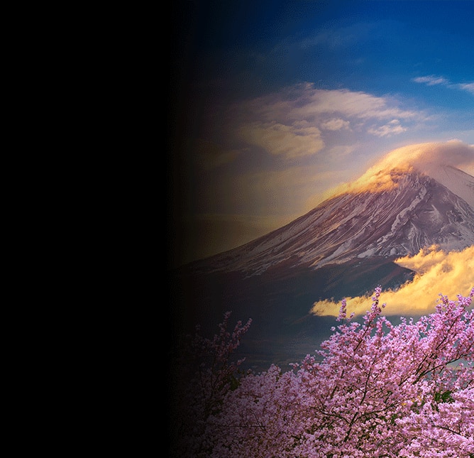 Cherry Blossoms lining Fuji Mountain, Japan