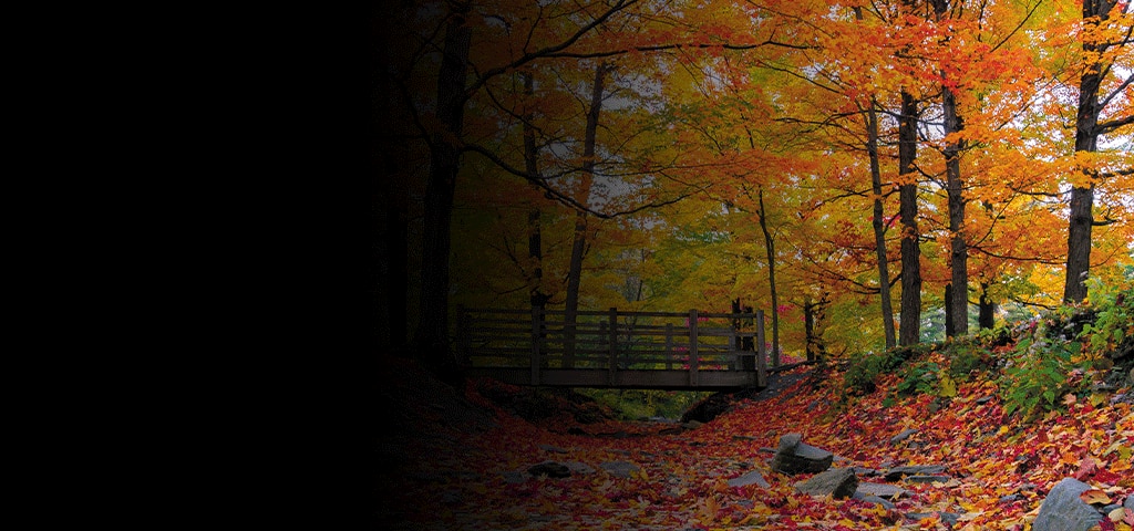 Vibrant Fall Foliage