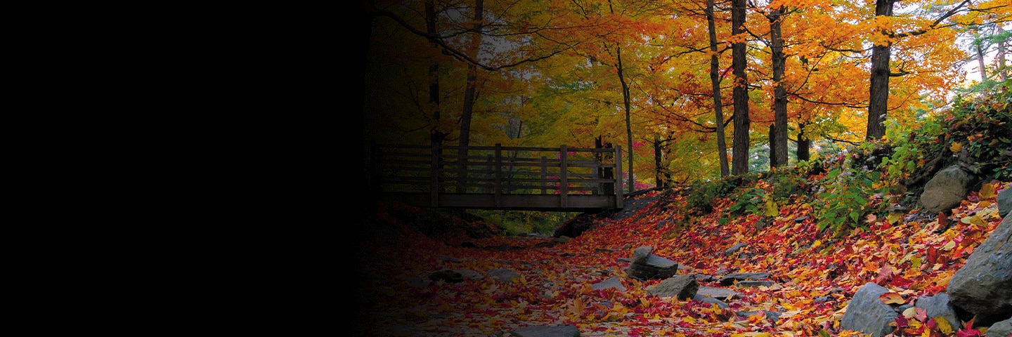 Vibrant Fall Foliage