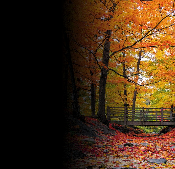 Vibrant Fall Foliage