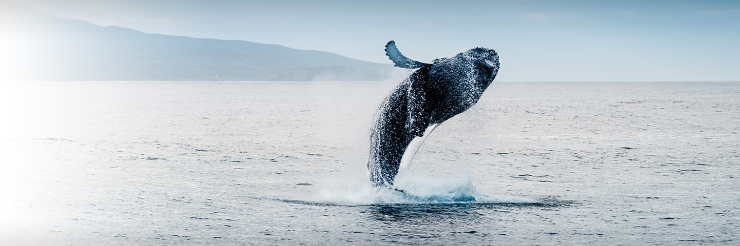 The Amazing Animals of Alaska | Regent Seven Seas Cruises