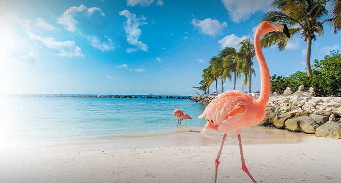 Aruba's Pink Sand Beach
