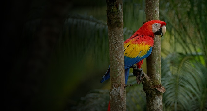 Discover Costa Rica's Caribbean Culture